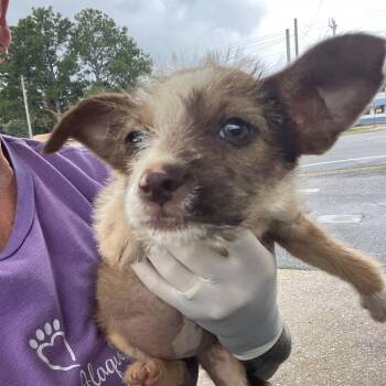 Lady Liberty -  Chihuahua and Mixed Breed Dog for Adoption in Freeport, Florida - Lady Liberty | PetCurious