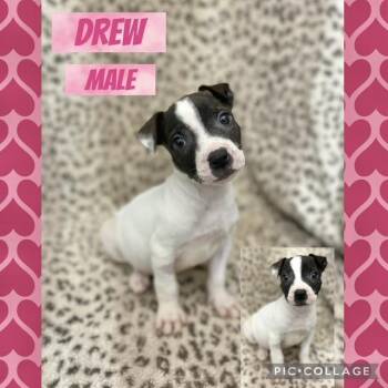 American Bully Dogs Available for Adoption - Drew | PetCurious
