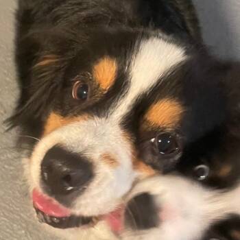 Australian Shepherd Dogs Available for Adoption in La Center, Washington - Radiant Remi | PetCurious