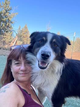 Dixon -  Border Collie Dog for Adoption in Bend, Oregon - Dixon | PetCurious