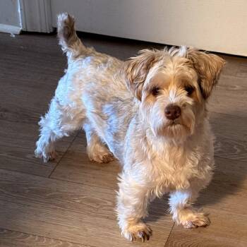 Bernie -  Terrier Dog for Adoption in Charlotte, North Carolina - Bernie | PetCurious