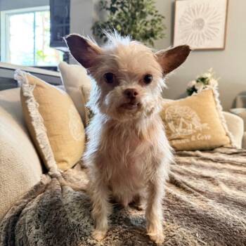 Shih Tzu and Chihuahua Dogs Available for Adoption in Cedar Park, Texas - Mickey | PetCurious