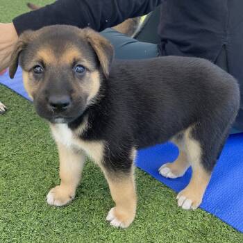 Rescue Shepherd and Terrier Dogs for Adoption in Escondido, California - Shadow | PetCurious