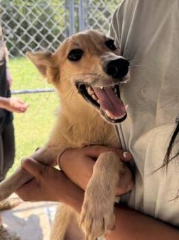 Coconut -  Mixed Breed Dog for Adoption in Georgetown, South Carolina - Coconut | PetCurious