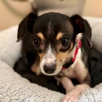 Losail -  Chihuahua Dog for Adoption in Walnut Creek, California - Losail | PetCurious