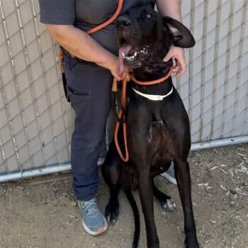 Rescue Great Dane Dogs for Adoption in Ontario, California - FAE | PetCurious