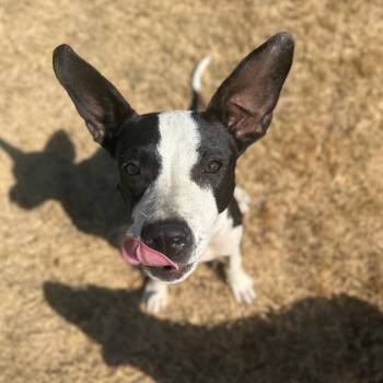 Rescue Plott Hound and Boxer Dogs for Adoption in San Antonio, Texas - Marnie | PetCurious