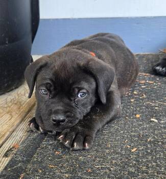 Denali -  Cane Corso and Pit Bull Terrier Dog for Adoption - Denali | PetCurious