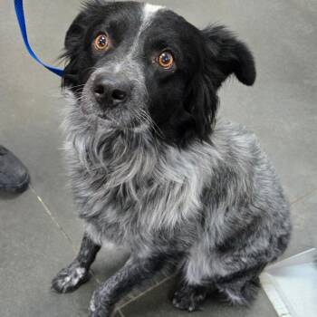 Ammon Stray-Bluey -  Australian Cattle Dog Blue Heeler and Mixed Breed Dog for Adoption in Idaho Falls, Idaho - Ammon Stray-Bluey | PetCurious