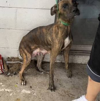 Rescue Boxer and Mixed Breed Dogs for Adoption in Largo, Florida - Rhea | PetCurious