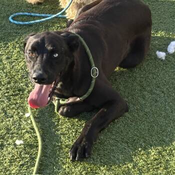 Chase -  Australian Kelpie and Anatolian Shepherd Dog for Adoption in Liberty, Missouri - Chase | PetCurious