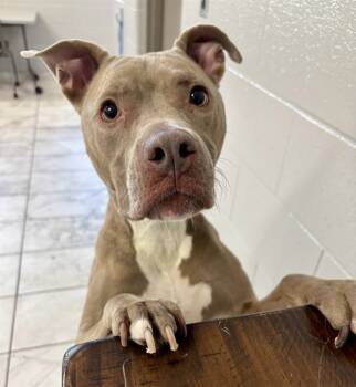 Rescue Pit Bull Terrier and Mixed Breed Dogs for Adoption in Kalamazoo, Michigan - ADIRA | PetCurious