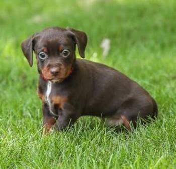 Lasson -  Dachshund Dog for Adoption in Cumming, Georgia - Lasson | PetCurious