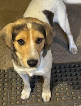 Beagle Dogs Available for Adoption - Thunder | PetCurious