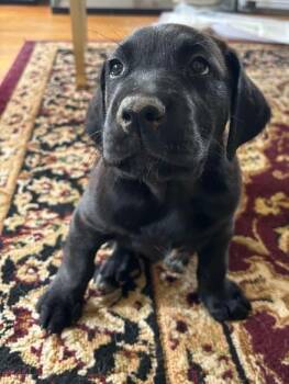 Pacey -  Doberman Pinscher and Belgian Shepherd Malinois Dog for Adoption in Albany, New York - Pacey | PetCurious