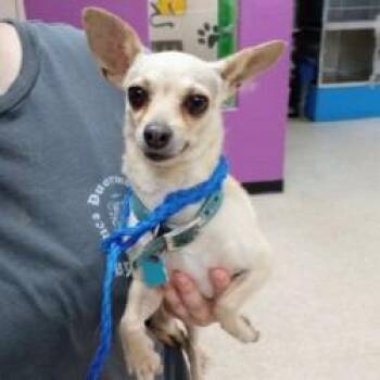 Dog 1 6/20/26 -  Chihuahua and Mixed Breed Dog for Adoption in Bullhead City, Arizona - Dog 1 6/20/26 | PetCurious