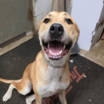 AURO-Ivan -  Mixed Breed Dog for Adoption in Aurora, Missouri - AURO-Ivan | PetCurious