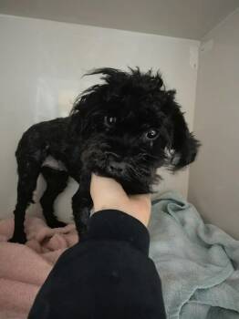 Miniature Poodle Dogs Available for Adoption in Vaudreuil-dorion, Quebec - Tiffany  | PetCurious