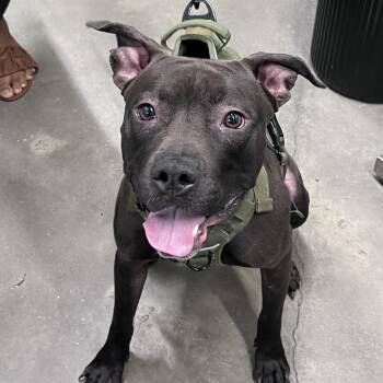 Jager -  Terrier Dog for Adoption in Tampa, Florida - Jager | PetCurious