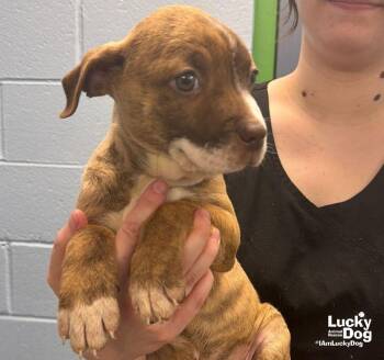 Gray -  Retriever and Terrier Dog for Adoption in Washington, District Of Columbia - Gray | PetCurious