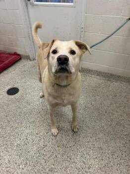 Amaretto -  Mixed Breed Dog for Adoption in Kansas City, Missouri - Amaretto | PetCurious