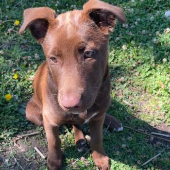 Scooby -  Chocolate Labrador Retriever and Mixed Breed Dog for Adoption in Tulsa, Oklahoma - Scooby | PetCurious