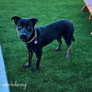Fanta -  Labrador Retriever and Mixed Breed Dog for Adoption in Cheyenne, Wyoming - Fanta | PetCurious