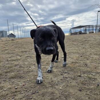 Rescue Mixed Breed Dogs for Adoption in Great Falls, Montana - Smokey | PetCurious
