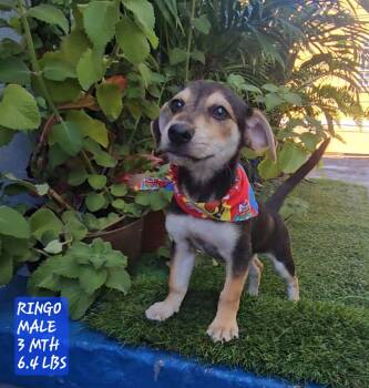 Dachshund Dogs Available for Adoption - Ringo | PetCurious