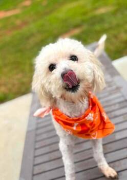 Pop Tart -  Mixed Breed Dog for Adoption in Wayne, New Jersey - Pop Tart | PetCurious