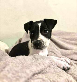 Terrier and Spaniel Dogs Available for Adoption in Saugus, Massachusetts - Millie | PetCurious