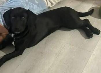 Labrador Retriever Dogs Available for Adoption in Dallas, Texas - Layla | PetCurious