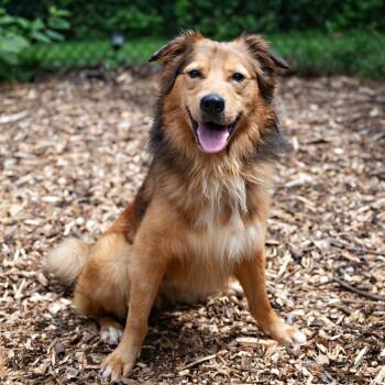 Tonka -  Retriever Dog for Adoption in Briarcliff Manor, New York - Tonka | PetCurious
