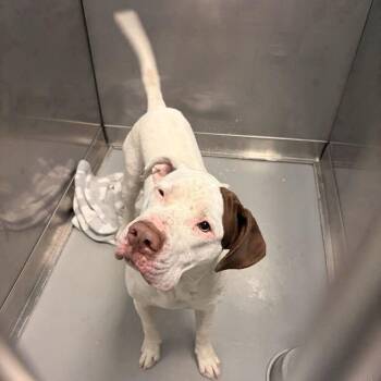 Space Boy -  Mixed Breed Dog for Adoption in Davenport, Iowa - Space Boy | PetCurious
