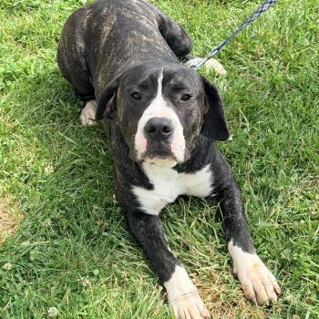 Bocephus -  Cane Corso and Dogo Argentino Dog for Adoption in Logan, Ohio - Bocephus | PetCurious