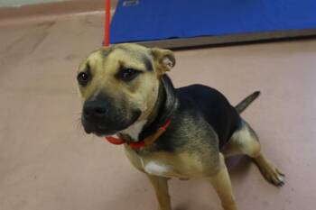 Mixed Breed Dogs Available for Adoption - ROXY | PetCurious