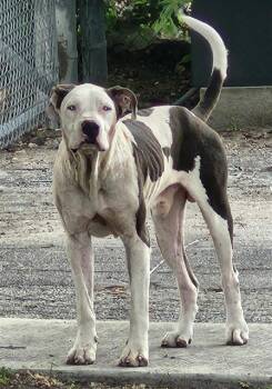 SUNNY -  American Staffordshire Terrier Dog for Adoption in San Antonio, Texas - SUNNY | PetCurious