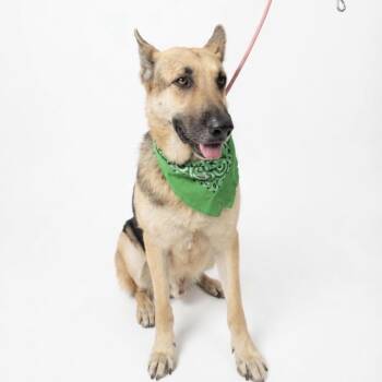 Heilmer -  German Shepherd Dog Dog for Adoption in Seguin, Texas - Heilmer | PetCurious