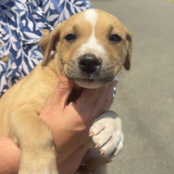 Ralph -  Terrier and Mixed Breed Dog for Adoption in Shelby County, Texas - Ralph | PetCurious