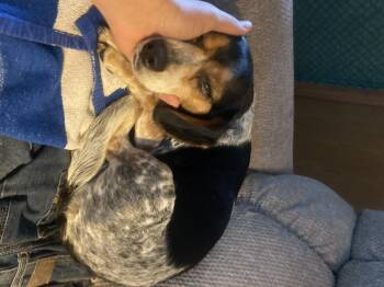 Beagle Dogs Available for Adoption in Northwood, Ohio - TINEST BEAGLE EVER | PetCurious