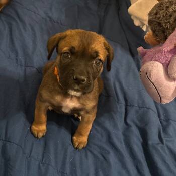 Rescue Mixed Breed Dogs for Adoption in Savannah, Georgia - Satin Trolls | PetCurious