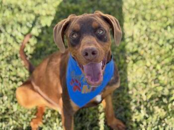 Donny -  Doberman Pinscher and Coonhound Dog for Adoption in Hollister, California - Donny | PetCurious