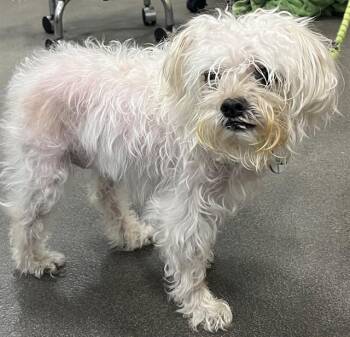 SHAFT -  Maltese Dog Available for Adoption - SHAFT | PetCurious