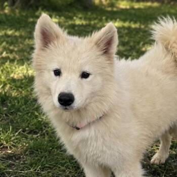 Marina -  Samoyed Dog for Adoption in Sonoma, California - Marina | PetCurious