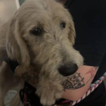 Danny -  Yellow Labrador Retriever and Terrier Dog for Adoption in Reno, Nevada - Danny | PetCurious