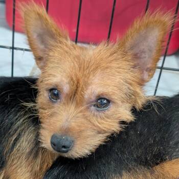 Sister - orange collar -  Yorkshire Terrier Dog for Adoption in West Plains, Missouri - Sister - Orange Collar | PetCurious