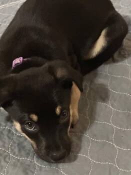 Rescue Mixed Breed Dogs for Adoption in Lake View, New York - Trix | PetCurious