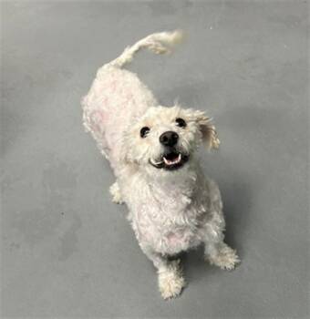 Poodle and Mixed Breed Dogs Available for Adoption - MOXIE | PetCurious