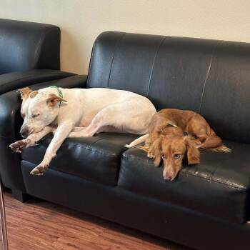 Labrador Retriever Dogs Available for Adoption in Austin, Texas - Popcorn | PetCurious