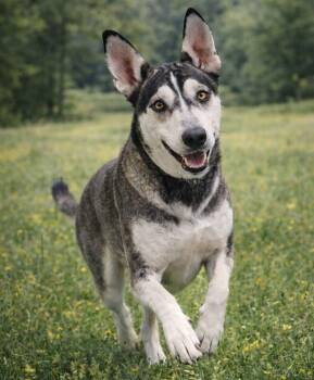 Husky Dogs Available for Adoption - Olive | PetCurious